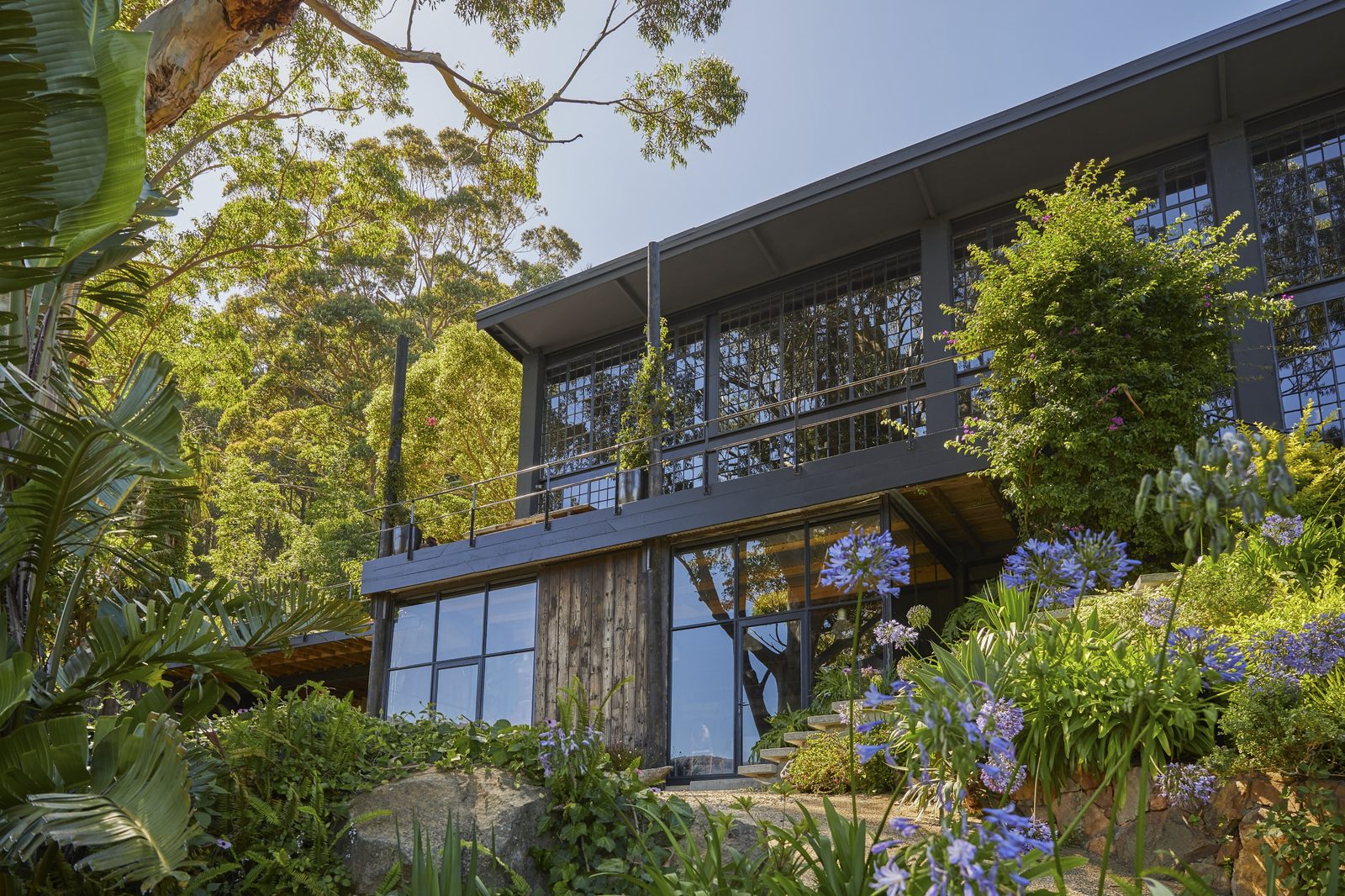 Dark timber house with glass walls rising above a terraced garden of blue agapanthus and tall eucalyptus trees